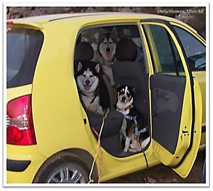 #7: Your car is full of dog hair.